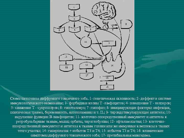 Схема патогенеза диффузного токсичного зоба. 1 - генетическая склонность; 2 - деффект в системе