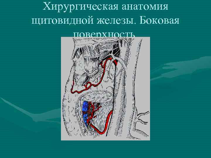 Хирургическая анатомия щитовидной железы. Боковая поверхность. 