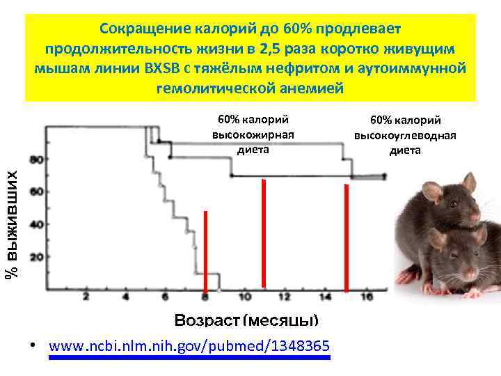 Сокращение калорий до 60% продлевает продолжительность жизни в 2, 5 раза коротко живущим мышам