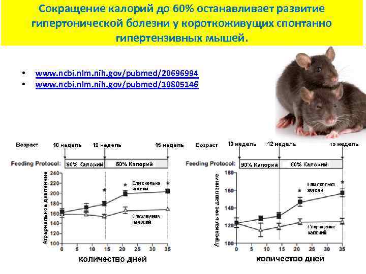 Сокращение калорий до 60% останавливает развитие гипертонической болезни у короткоживущих спонтанно гипертензивных мышей. •