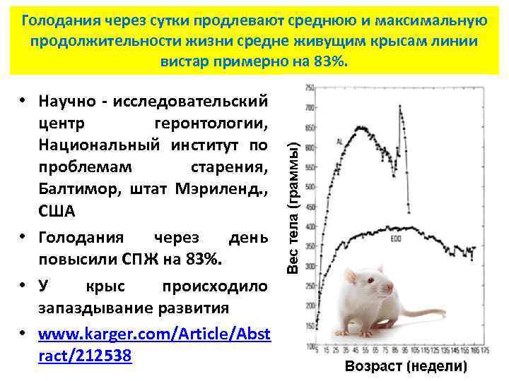 Голодания через сутки продлевают среднюю и максимальную продолжительности жизни средне живущим крысам линии вистар