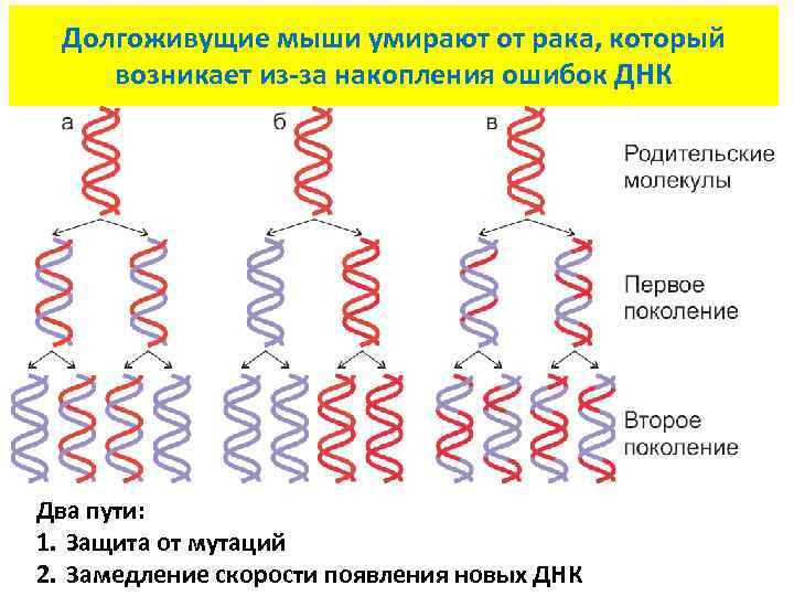 Долгоживущие мыши умирают от рака, который возникает из-за накопления ошибок ДНК Два пути: 1.