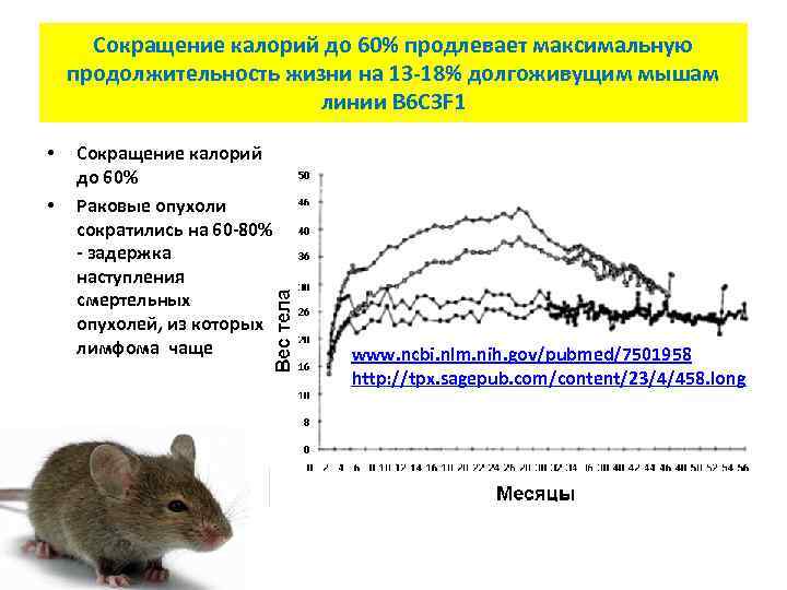 Сокращение калорий до 60% продлевает максимальную продолжительность жизни на 13 -18% долгоживущим мышам линии