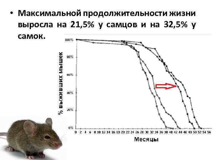  • Максимальной продолжительности жизни выросла на 21, 5% у самцов и на 32,