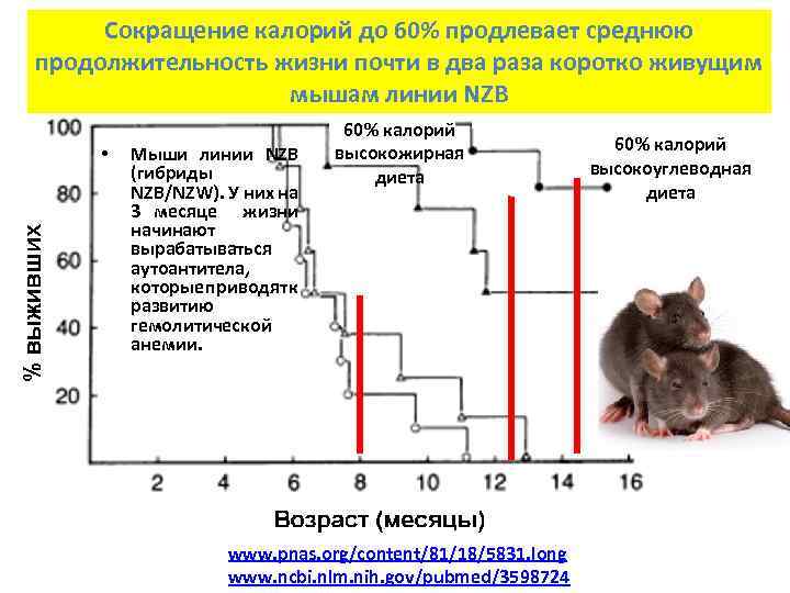 Сокращение калорий до 60% продлевает среднюю продолжительность жизни почти в два раза коротко живущим