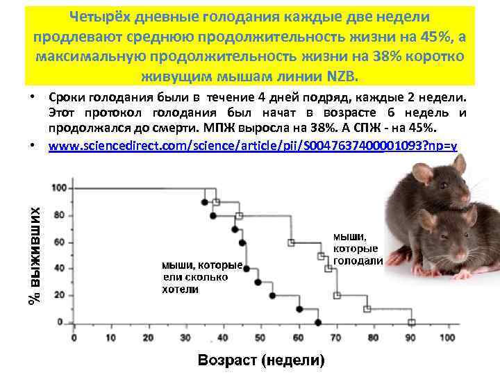 Четырёх дневные голодания каждые две недели продлевают среднюю продолжительность жизни на 45%, а максимальную