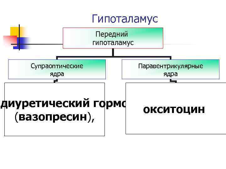 Гипоталамус Передний гипоталамус Супраоптические ядра Паравентрикулярные ядра идиуретический гормон окситоцин (вазопресин), 