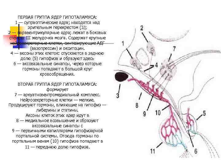 ПЕРВАЯ ГРУППА ЯДЕР ГИПОТАЛАМУСА: 1 — супраоптические ядра; находятся над зрительным перекрестом (3); 2