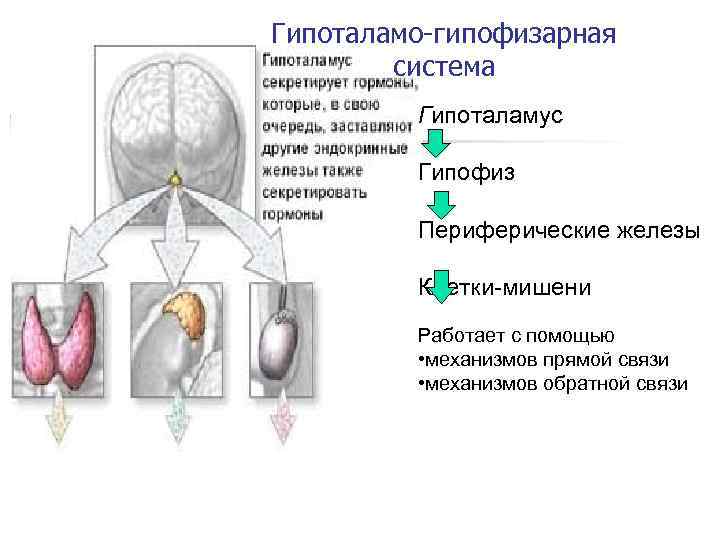 Гипоталамо-гипофизарная система Гипоталамус Гипофиз Периферические железы Клетки-мишени Работает с помощью • механизмов прямой связи