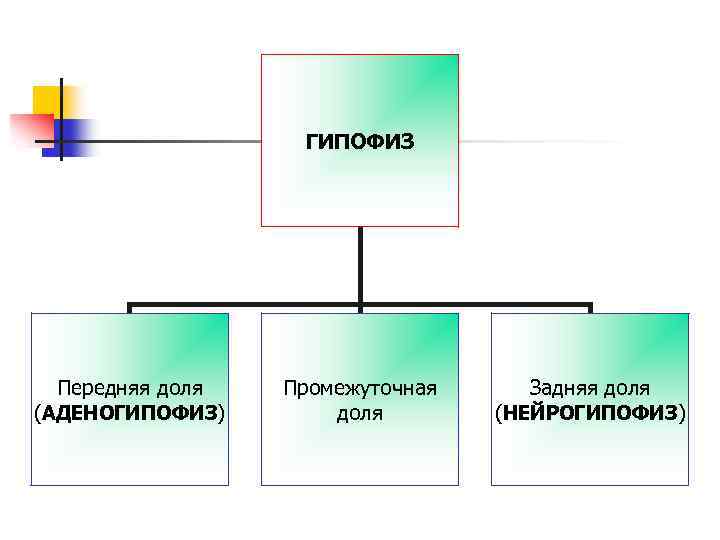 ГИПОФИЗ Передняя доля (АДЕНОГИПОФИЗ) Промежуточная доля Задняя доля (НЕЙРОГИПОФИЗ) 