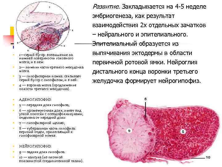 Развитие. Закладывается на 4 -5 неделе эмбриогенеза, как результат взаимодействия 2 х отдельных зачатков