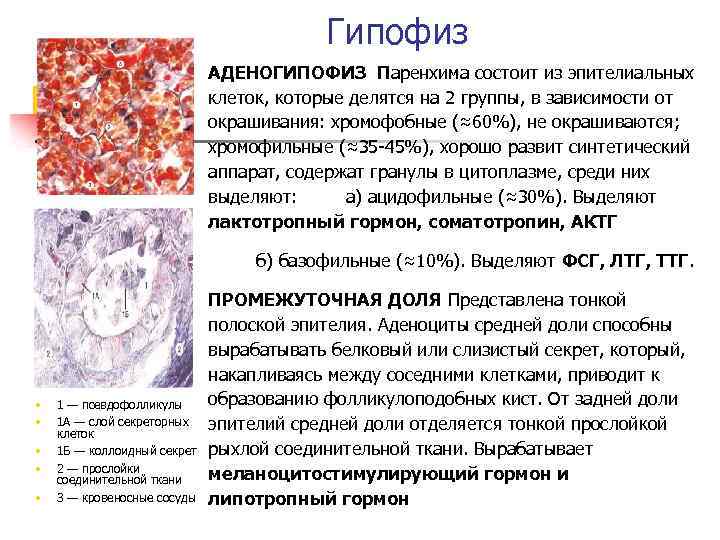 Гипофиз АДЕНОГИПОФИЗ Паренхима состоит из эпителиальных клеток, которые делятся на 2 группы, в зависимости