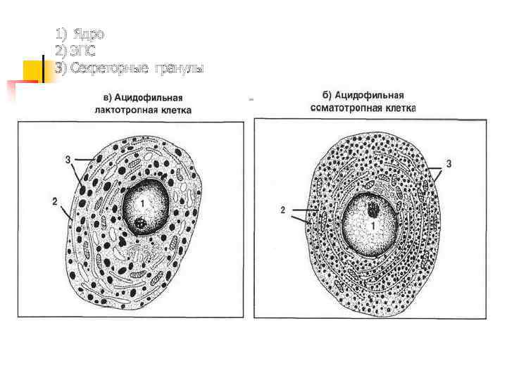 1) Ядро 2) ЭПС 3) Секреторные гранулы 