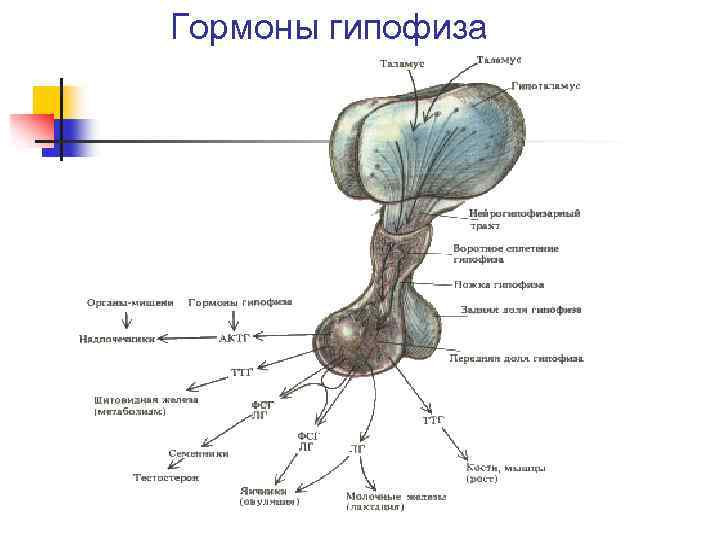 Гормоны гипофиза 