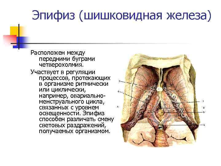 Эпифиз (шишковидная железа) Расположен между передними буграми четверохолмия. Участвует в регуляции процессов, протекающих в