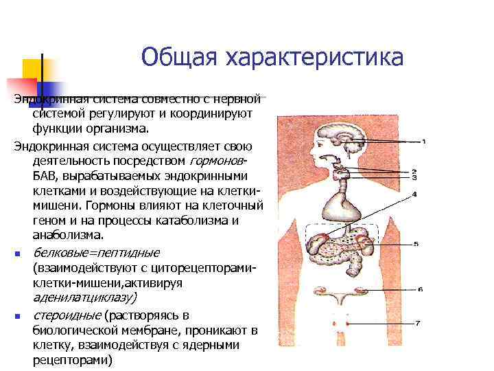 Общая характеристика Эндокринная система совместно с нервной системой регулируют и координируют функции организма. Эндокринная