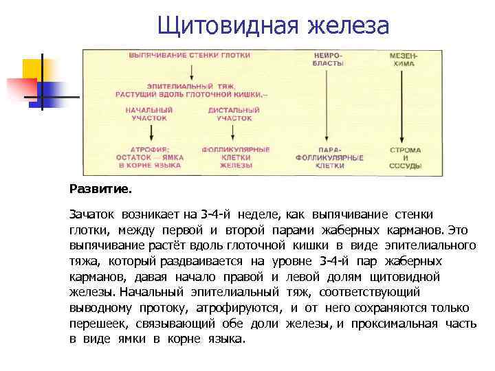 Щитовидная железа Развитие. Зачаток возникает на 3 -4 -й неделе, как выпячивание стенки глотки,