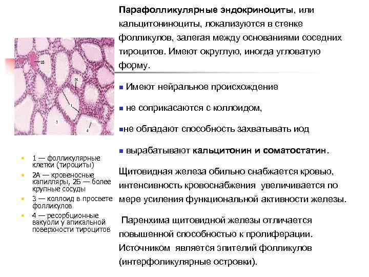 Парафолликулярные эндокриноциты, или кальцитониноциты, локализуются в стенке фолликулов, залегая между основаниями соседних тироцитов. Имеют