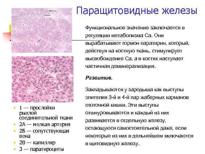 Паращитовидные железы Функциональное значение заключается в регуляции метаболизма Са. Они вырабатывают гормон паратирин, который,