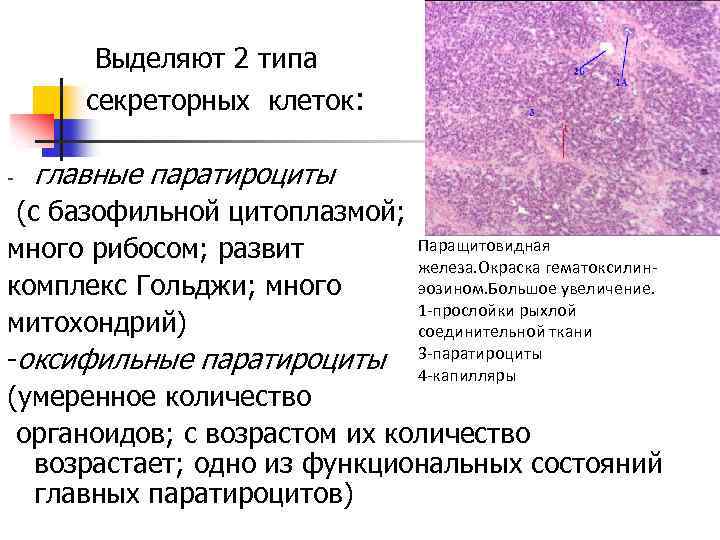 Выделяют 2 типа секреторных клеток: - главные паратироциты (с базофильной цитоплазмой; Паращитовидная много рибосом;