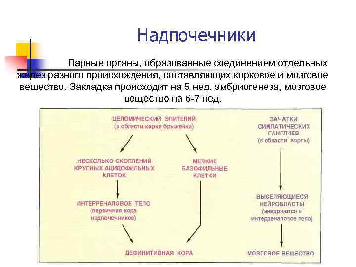 Надпочечники Парные органы, образованные соединением отдельных желез разного происхождения, составляющих корковое и мозговое вещество.