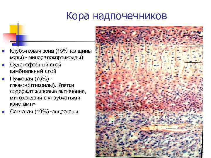 Кора надпочечников n n Клубочковая зона (15% толщины коры) - минералокортикоиды) Суданофобный слой –