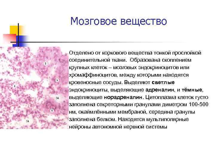 Мозговое вещество Отделено от коркового вещества тонкой прослойкой соединительной ткани. Образована скоплением крупных клеток