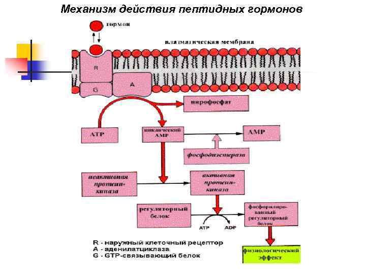 Механизм действия пептидных гормонов 