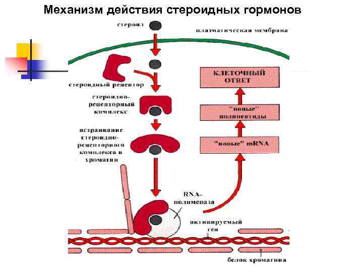 Механизм действия стероидных гормонов 