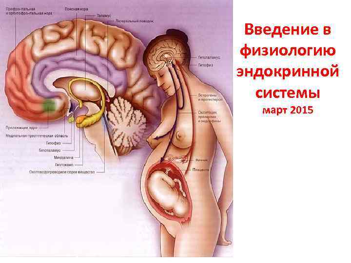 Введение в физиологию эндокринной системы март 2015 