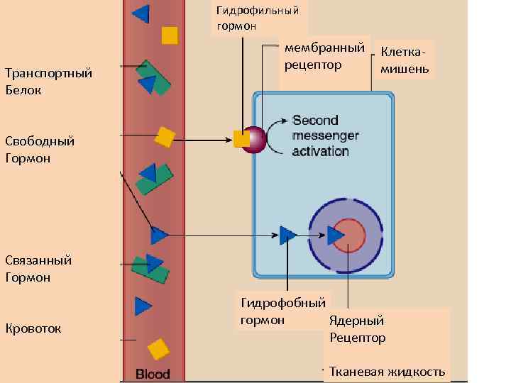 Гидрофильный гормон Транспортный Белок мембранный рецептор Клеткамишень Свободный Гормон Связанный Гормон Кровоток Гидрофобный гормон