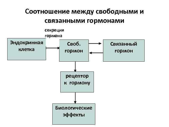 Соотношение между свободными и связанными гормонами секреция гормона Эндокринная клетка Своб. гормон рецептор к