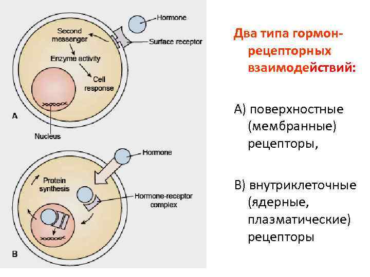 Два типа гормонрецепторных взаимодействий: А) поверхностные (мембранные) рецепторы, В) внутриклеточные (ядерные, плазматические) рецепторы 