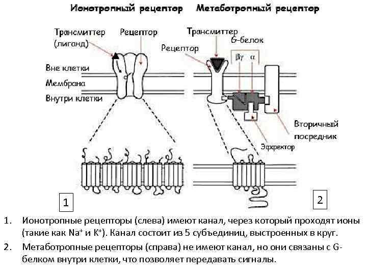 Рецепторы возбуждения. Ионотропные и метаботропные рецепторы схема. Схема ионотропного и метаботропного рецептора. Ионотропные рецепторы и метаботропные рецепторы. Метаботропные рецепторы физиология.