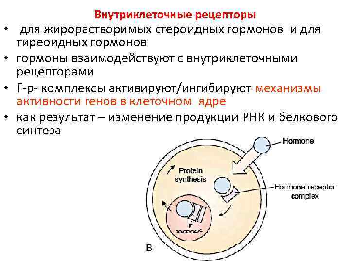 Внутриклеточные рецепторы • для жирорастворимых стероидных гормонов и для тиреоидных гормонов • гормоны взаимодействуют