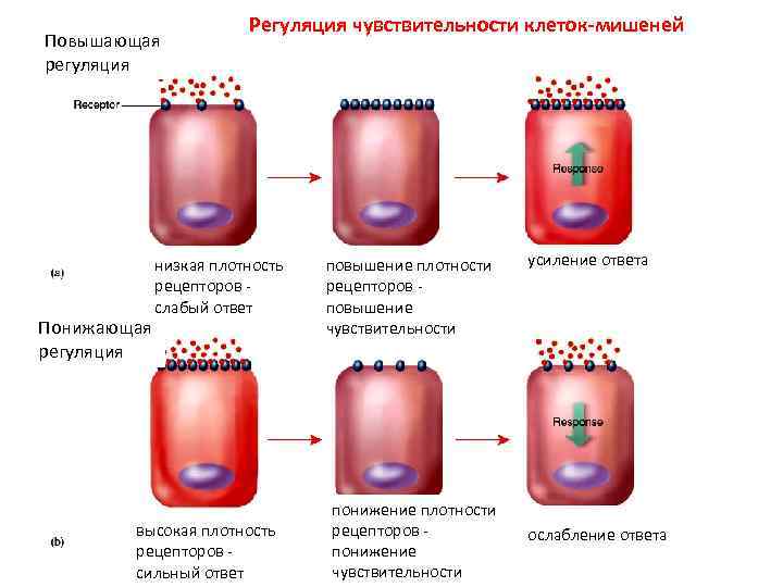 Повышающая регуляция Понижающая регуляция Регуляция чувствительности клеток-мишеней низкая плотность рецепторов слабый ответ высокая плотность