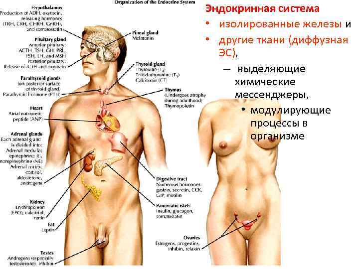 Эндокринная система • изолированные железы и • другие ткани (диффузная ЭС), – выделяющие химические