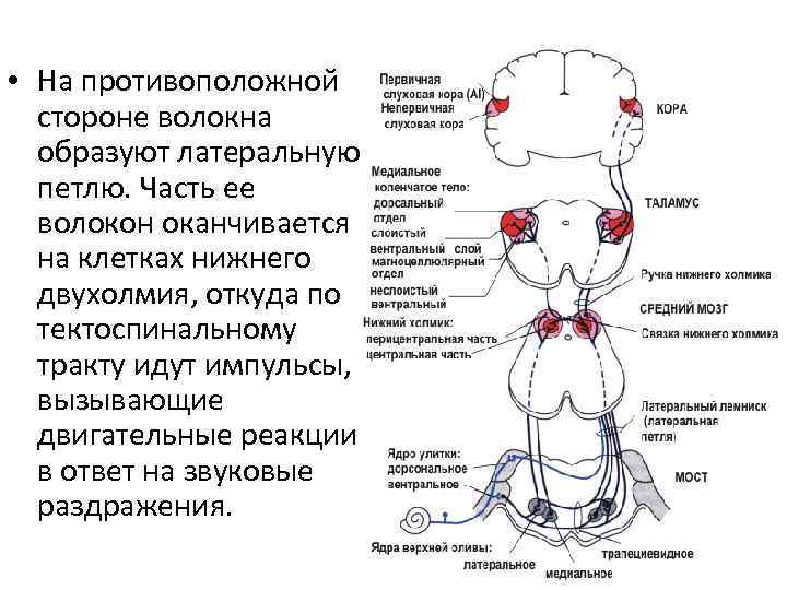  • На противоположной стороне волокна образуют латеральную петлю. Часть ее волокон оканчивается на