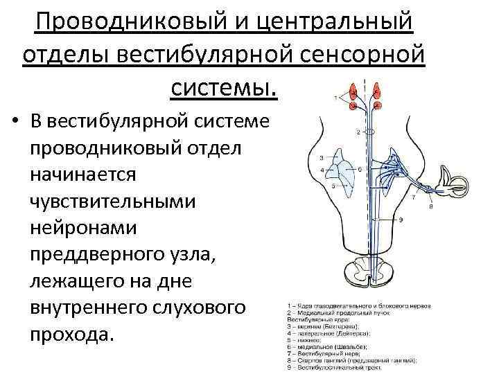 Проводниковый и центральный отделы вестибулярной сенсорной системы. • В вестибулярной системе проводниковый отдел начинается