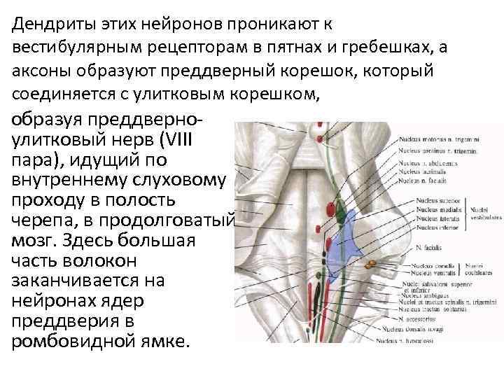 Дендриты этих нейронов проникают к вестибулярным рецепторам в пятнах и гребешках, а аксоны образуют