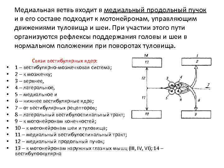 Медиальная ветвь входит в медиальный продольный пучок и в его составе подходит к мотонейронам,