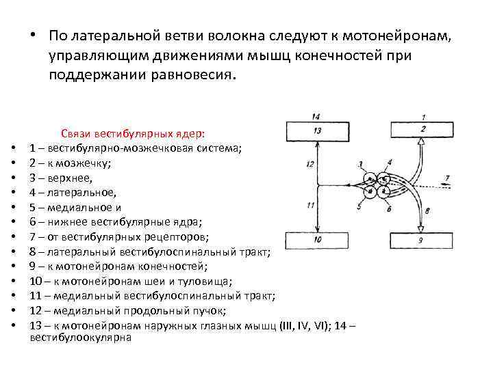  • По латеральной ветви волокна следуют к мотонейронам, управляющим движениями мышц конечностей при