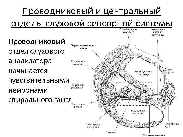 Строение проводникового отдела