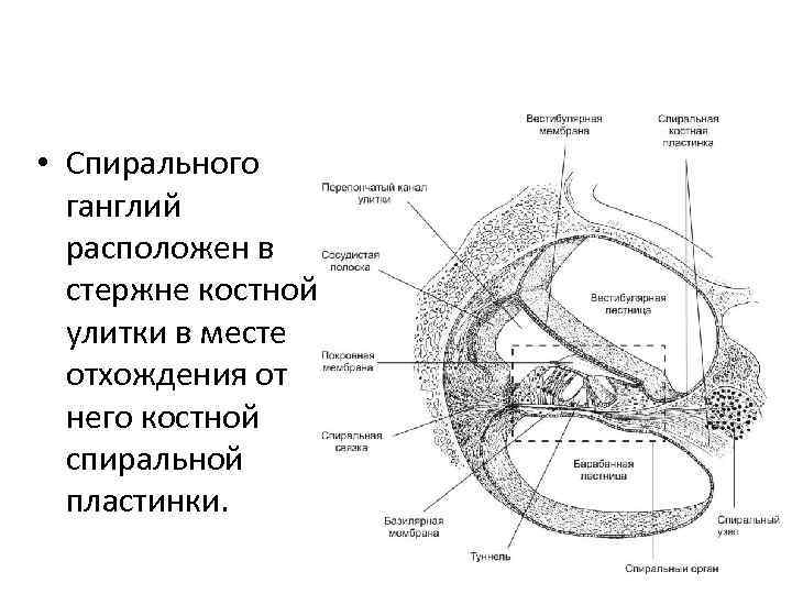  • Спирального ганглий расположен в стержне костной улитки в месте отхождения от него