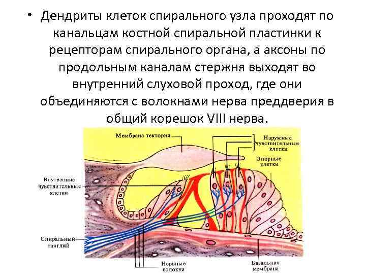  • Дендриты клеток спирального узла проходят по канальцам костной спиральной пластинки к рецепторам