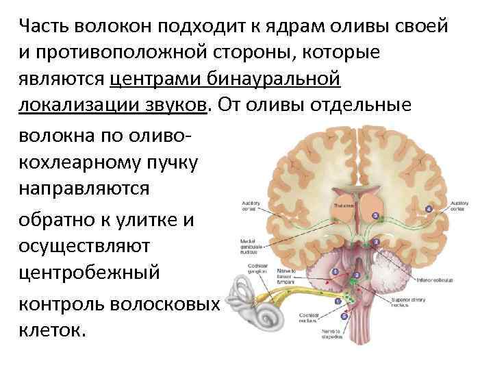 Вестибулярная сенсорная система физиология презентация