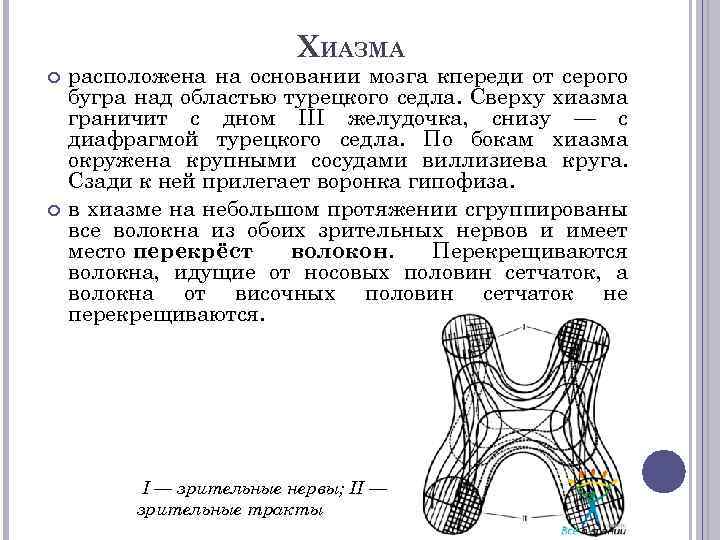 ХИАЗМА расположена на основании мозга кпереди от серого бугра над областью турецкого седла. Сверху