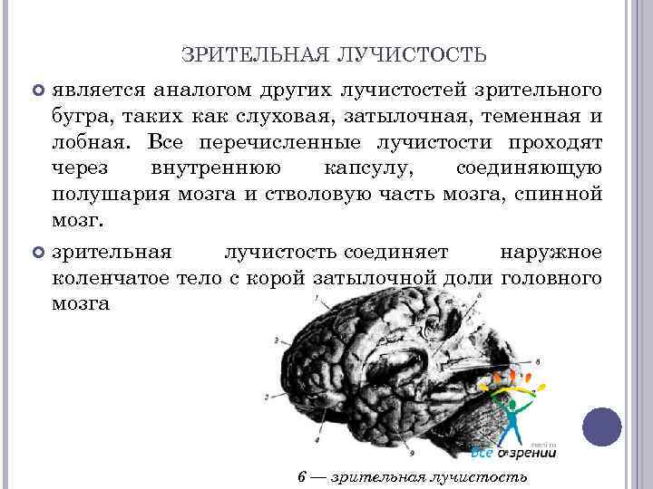 ЗРИТЕЛЬНАЯ ЛУЧИСТОСТЬ является аналогом других лучистостей зрительного бугра, таких как слуховая, затылочная, теменная и