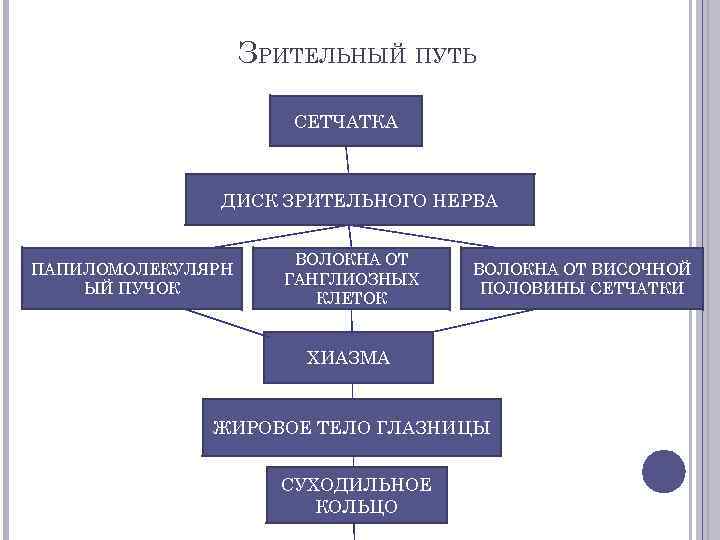 ЗРИТЕЛЬНЫЙ ПУТЬ СЕТЧАТКА ДИСК ЗРИТЕЛЬНОГО НЕРВА ПАПИЛОМОЛЕКУЛЯРН ЫЙ ПУЧОК ВОЛОКНА ОТ ГАНГЛИОЗНЫХ КЛЕТОК ВОЛОКНА