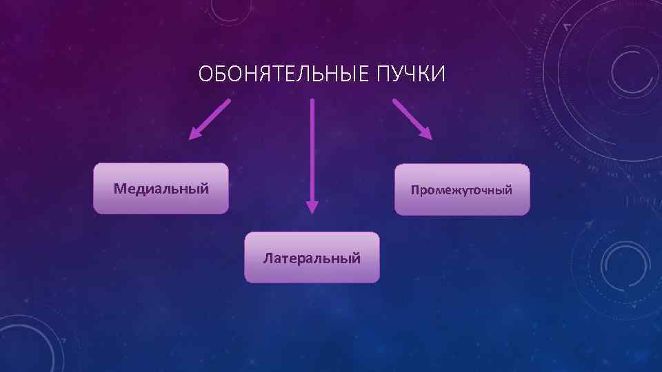 ОБОНЯТЕЛЬНЫЕ ПУЧКИ Медиальный Промежуточный Латеральный 